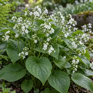 Brunnera macrophylla 'Betty Bowring' - Siberian bugloss