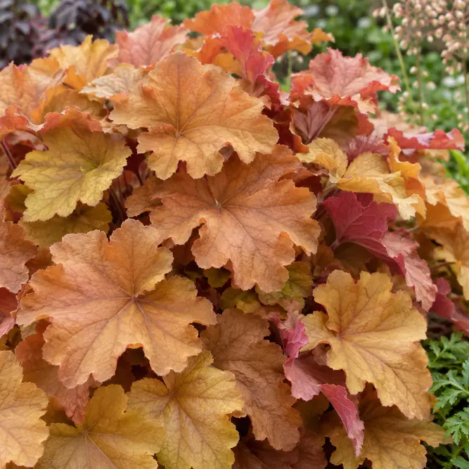 Heuchera villosa 'Caramel' (Pot Size 2L) Caramel Coral Bells
