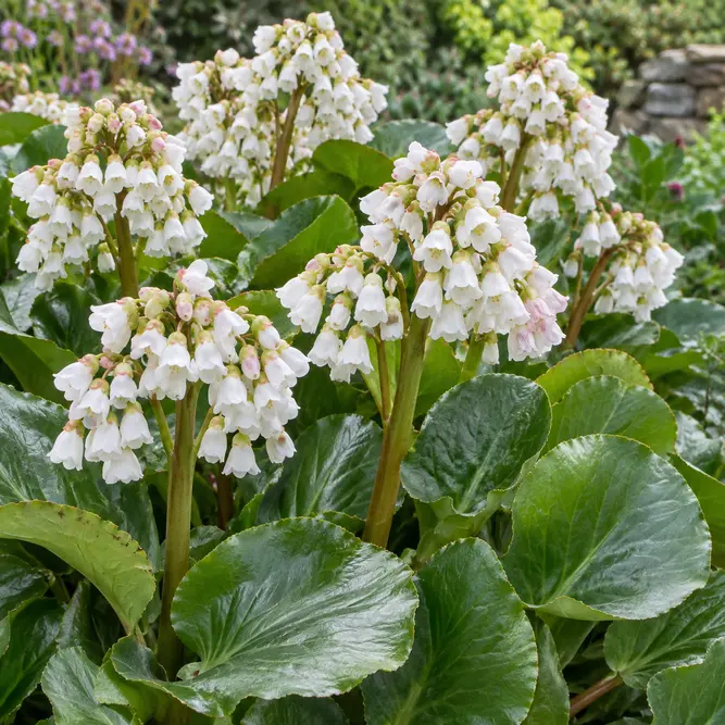 Bergenia 'Bressingham White' (Pot Size 17L) Elephant's ears