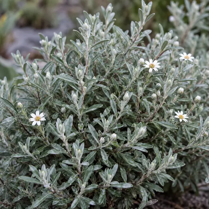 Olearia lepidophylla (Pot Size 10.5cm) Club-moss daisy-bush