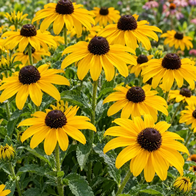 Rudbeckia fulgida var. sullivantii 'GoldBlitz' (Pot Size 3L) Black-eyed Susan 'GoldBlitz'
