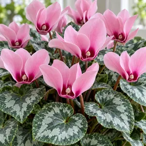 Cyclamen persicum 'Illusia' - Cyclamen Illusia