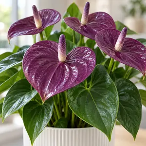 Anthurium andraeanum 'Pure Purple' - Flamingo Flower