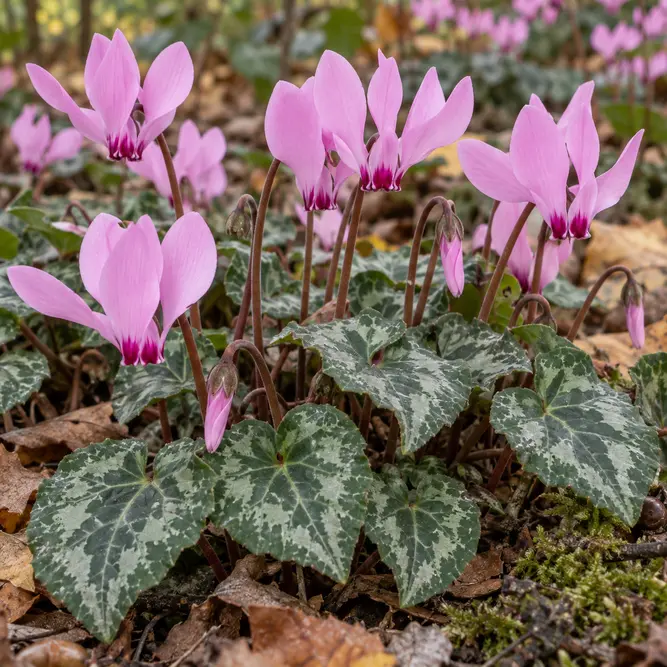 Cyclamen hederifolium (Pot Size 9cm) Ivy-leaved cyclamen; Neapolitan cyclamen