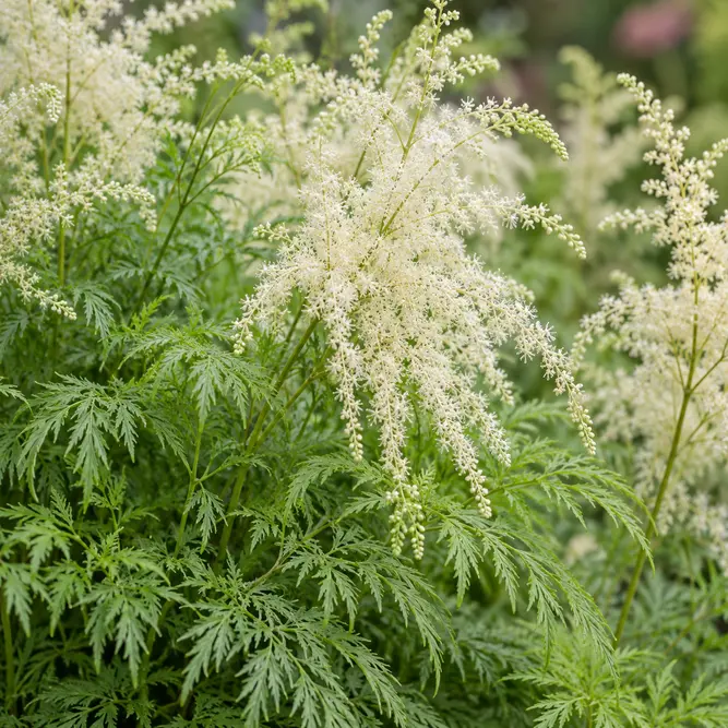 Aruncus x 'Fairy Hair' (Pot Size 2L) Fairy Hair Dwarf Goat's Beard