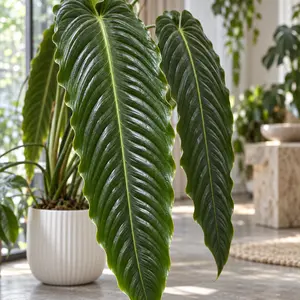 Anthurium veitchii - King Anthurium