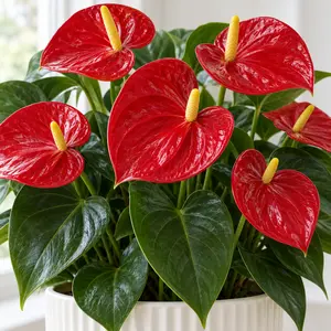 Anthurium andraeanum 'Banderola Lava' - Flamingo Flower