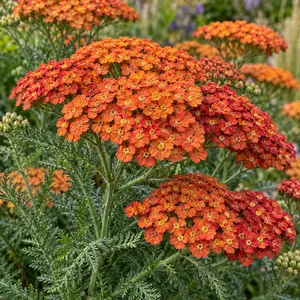 Achillea millefolium 'Sassy Summer Sunset' - Sassy Summer Sunset Yarrow