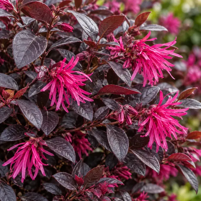 Loropetalum chinense 'Black Pearl' (Pot Size 5L) Chinese fringe flower; Chinese witch hazel