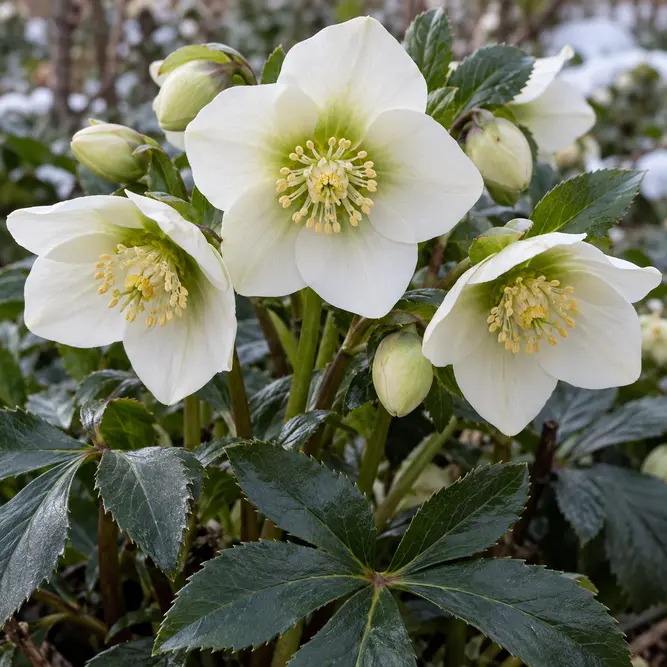 Helleborus x glandorfensis 'HGC Ice n' Roses White Ivory' (Pot Size 2L) Hellebore; Lenten Rose