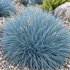 Festuca glauca 'Elijah Blue' - Blue Fescue