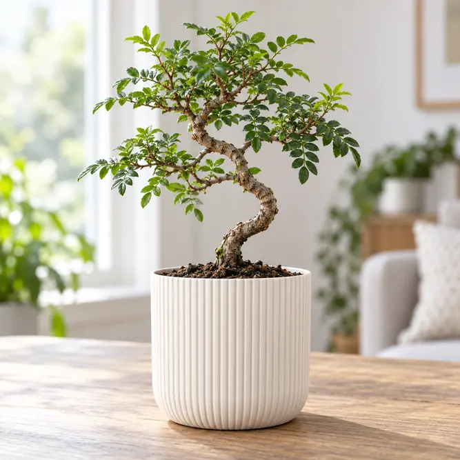 Zanthoxylum piperitum (Pot Size 20cm) Chinese Pepper; Sichuan Pepper