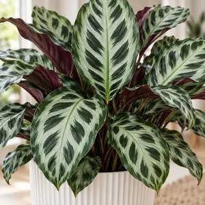 Calathea 'Stella' - Prayer Plant