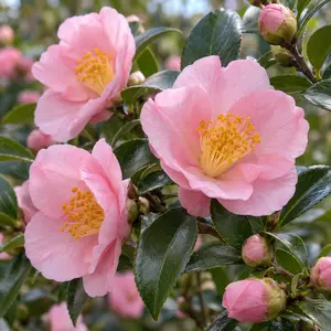 Camellia japonica 'Winter Perfume Pink'