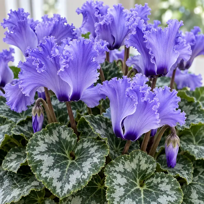 Cyclamen persicum 'Dragon Blue' (Pot Size 9cm)