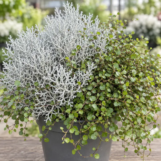 Calocephalus & muehlenbeckia (Pot Size 13cm) Complementary Foliage Duo (alt)