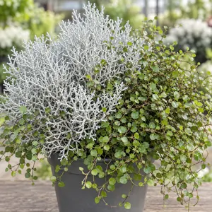Calocephalus & Muehlenbeckia - Complementary Foliage Duo