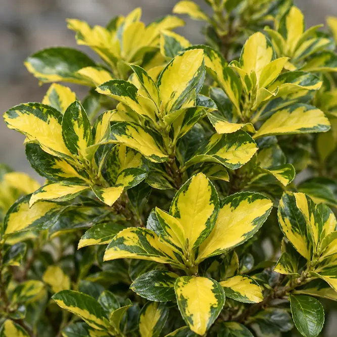 Euonymus japonicus 'Aureovariegatus' (Pot Size 10.5cm) Golden Japanese Euonymus