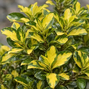 Euonymus japonicus 'Aureovariegatus' - Golden Japanese Euonymus