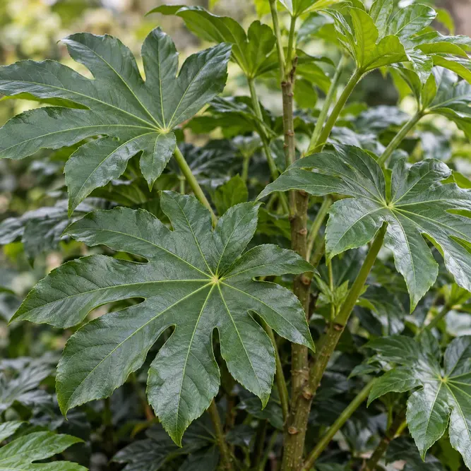 Fatsia polycarpa 'Green Fingers' (Pot Size 7.5L) Japanese Aralia