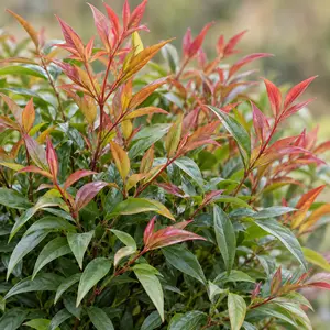 Nandina domestica 'Obsessed' - Heavenly bamboo