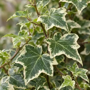 Hedera helix 'White Ripple' - English Ivy