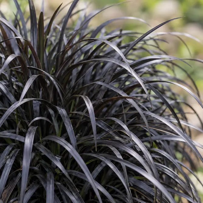 Ophiopogon planiscapus 'Niger' (Pot Size 3L) Black Mondo Grass