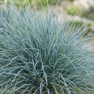 Festuca glauca 'Compact Blue' - Blue Fescue
