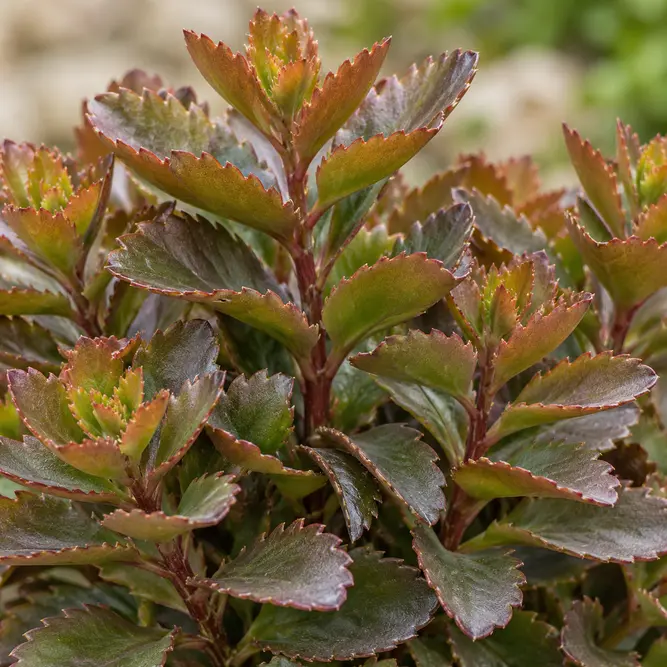 Sedum telephium 'Touchdown Teak' (Pot Size 3L) Stonecrop