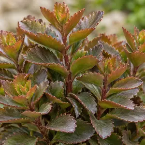 Sedum telephium 'Touchdown Teak' - Stonecrop