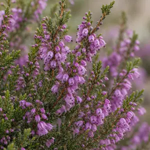 Calluna vulgaris Violet - Heather; Ling; Scotch Heather