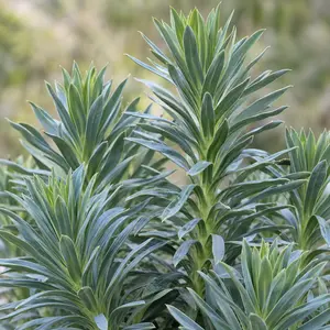 Euphorbia characias subsp. wulfenii - Mediterranean Spurge