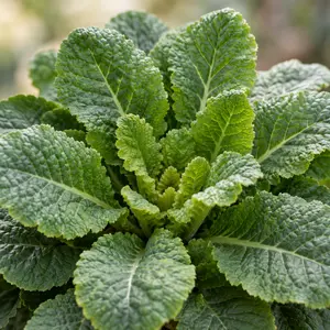 Primula vulgaris (Pot Size 10.5cm) Primrose - image 2