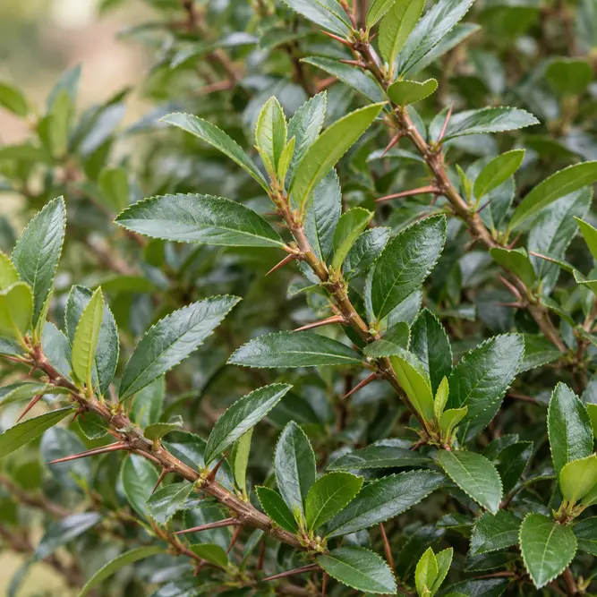 Pyracantha 'Saphyr Red' (Pot Size 20L) Firethorn - image 2
