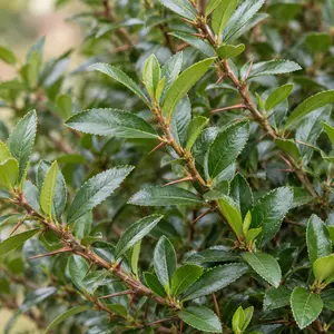Pyracantha 'Saphyr Red' (Pot Size 20L) Firethorn - image 2