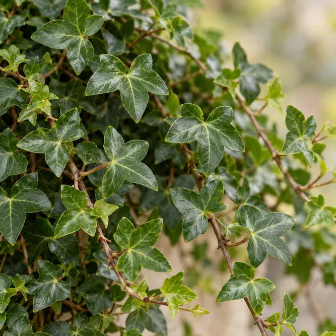 Hedera helix 'Shamrock' (Pot Size 13cm) Shamrock Ivy
