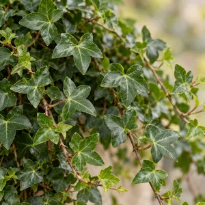 Hedera helix 'Shamrock' - Shamrock Ivy