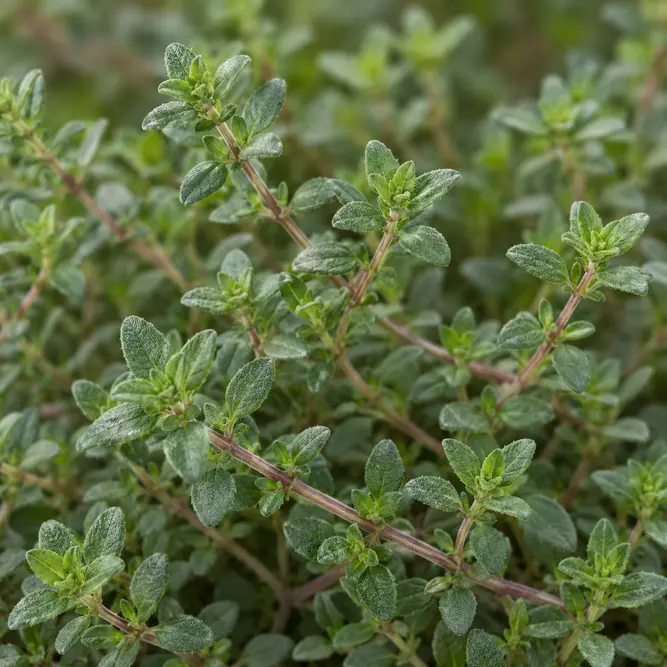 Thymus vulgaris 'Faustinoi' (Pot Size 1L) Faustinoi Thyme or French Thyme