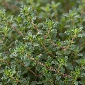 Thymus vulgaris 'Faustinoi' - Faustinoi Thyme or French Thyme