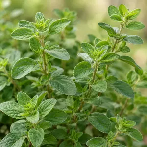 Origanum majorana - Sweet Marjoram