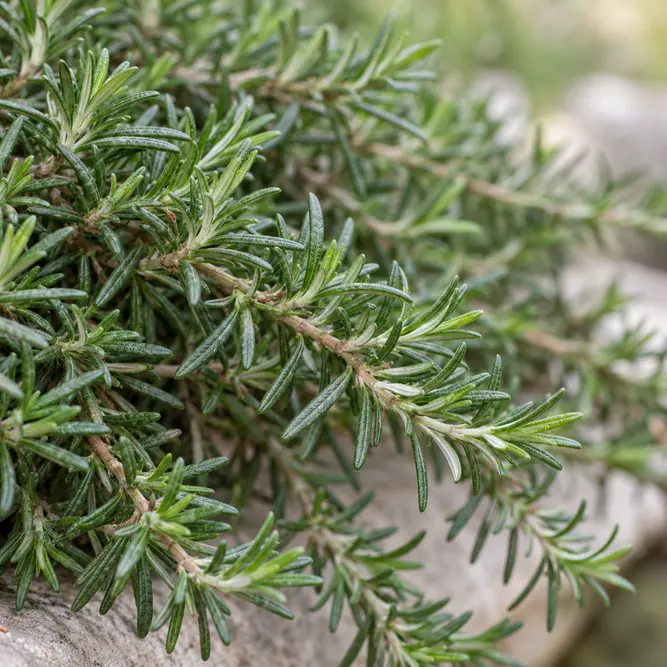 Rosmarinus officinalis Prostratus Group (Pot Size 1L) Creeping rosemary