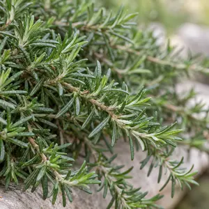Rosmarinus officinalis Prostratus Group - Creeping rosemary