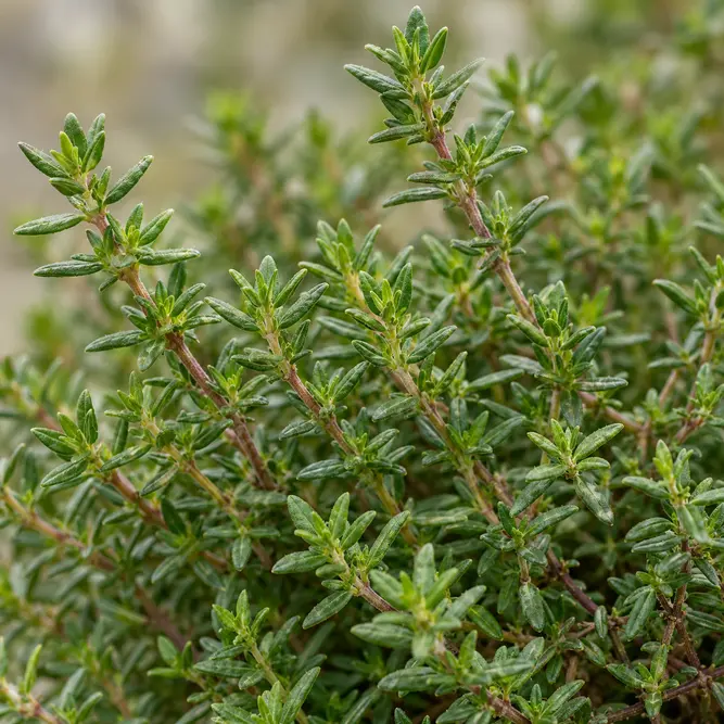 Thymus citriodorus 'Rasta' (Pot Size 1L) Lemon thyme 'Rasta'