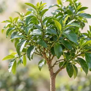 Citrus limon (Pot Size 3L) Lemon Tree - image 2