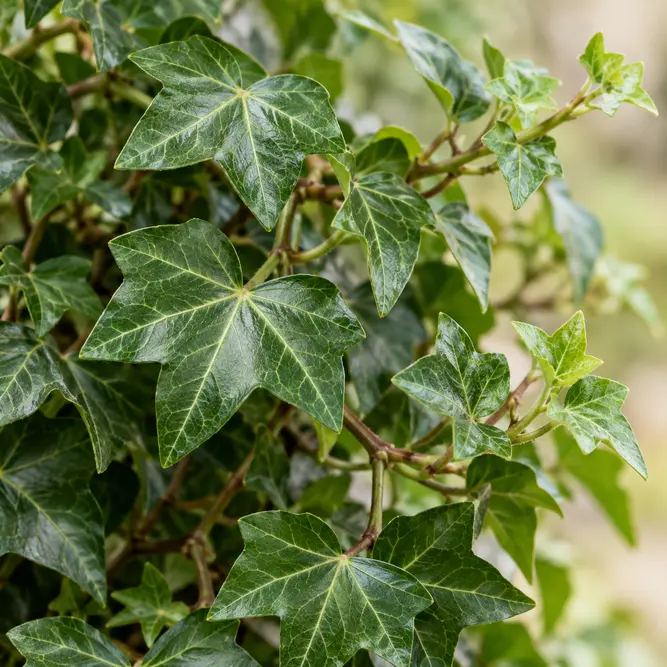 Hedera helix 'Wonder' (Pot Size 13cm) English Ivy