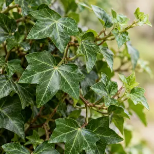 Hedera helix 'Wonder' - English Ivy