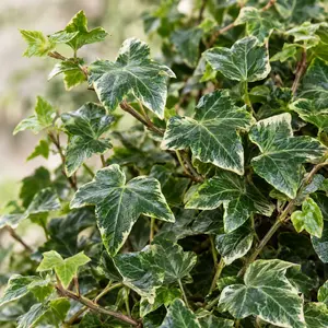 Hedera helix 'Brigitte' - English Ivy