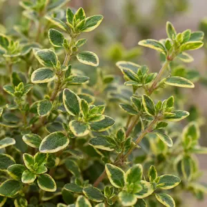 Thymus citriodorus - Lemon Thyme