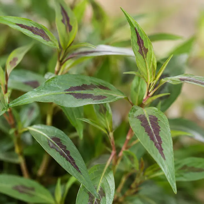 Persicaria odorata (Pot Size 1L) Vietnamese coriander