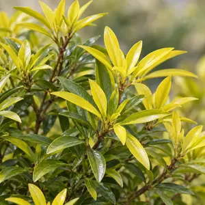 Choisya × dewitteana 'Aztec Gold' - Mexican orange